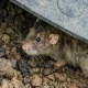 NFP dan Hantavirus: Dua Isu Global yang Mengglobal