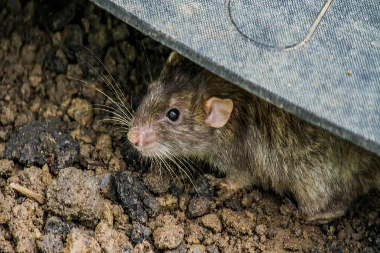 NFP dan Hantavirus: Dua Isu Global yang Mengglobal