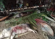 Pembubaran Nobar Film Pesta Babi di Unram dan UIN Mataram: Antara Kondusivitas dan Kebebasan Berpendapat