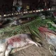 Pembubaran Nobar Film Pesta Babi di Unram dan UIN Mataram: Antara Kondusivitas dan Kebebasan Berpendapat