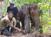 Upaya Penyelamatan Gajah Sumatra dan Kalimantan: Prabowo Siap Keluarkan Inpres