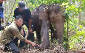 Upaya Penyelamatan Gajah Sumatra dan Kalimantan: Prabowo Siap Keluarkan Inpres