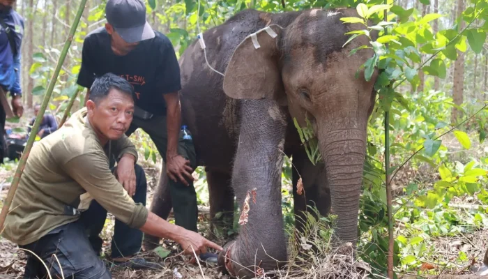 Upaya Penyelamatan Gajah Sumatra dan Kalimantan: Prabowo Siap Keluarkan Inpres