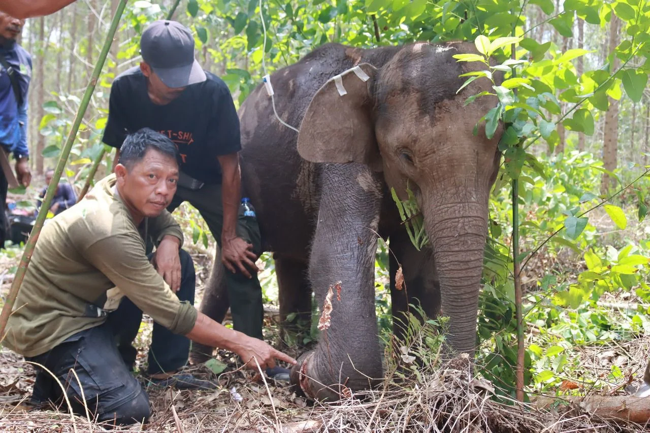 Upaya Penyelamatan Gajah Sumatra dan Kalimantan: Prabowo Siap Keluarkan Inpres