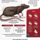 Hantavirus dan Ebola: Ancaman Global yang Meningkat