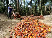 Harga Kelapa Sawit Anjlok, Petani Mengeluhkan Dampaknya