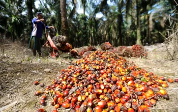 Harga Kelapa Sawit Anjlok, Petani Mengeluhkan Dampaknya