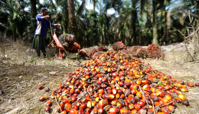 Harga Kelapa Sawit Anjlok, Petani Mengeluhkan Dampaknya
