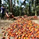 Harga Kelapa Sawit Anjlok, Petani Mengeluhkan Dampaknya
