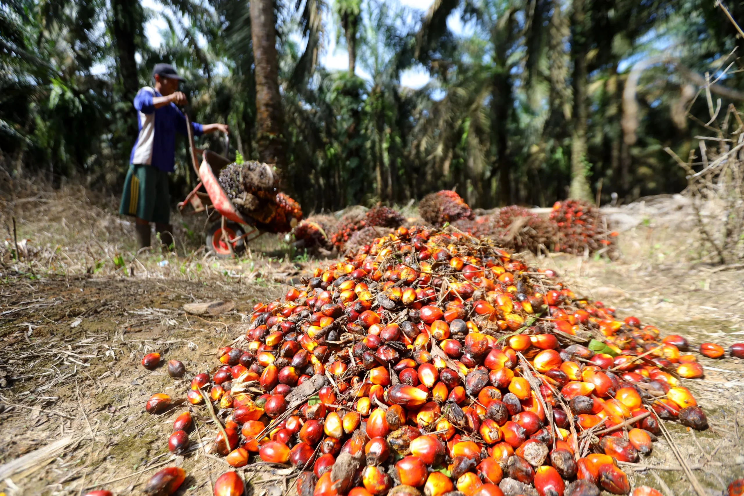 Harga Kelapa Sawit Anjlok, Petani Mengeluhkan Dampaknya