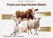 Harga Sapi Kurban 2026 Meningkat, Petani Merasakan Kenaikan Pendapatan Lebih Cepat