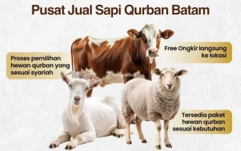 Harga Sapi Kurban 2026 Meningkat, Petani Merasakan Kenaikan Pendapatan Lebih Cepat