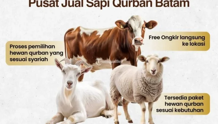 Harga Sapi Kurban 2026 Meningkat, Petani Merasakan Kenaikan Pendapatan Lebih Cepat