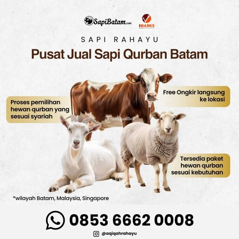 Harga Sapi Kurban 2026 Meningkat, Petani Merasakan Kenaikan Pendapatan Lebih Cepat