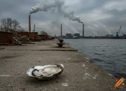 Industri Oyster di Waterford Terancam Kehancuran
