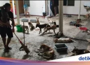 Kematian Qayyum Balogun dan Kasus Anjing Terlantar di Dundalk: Dua Kasus yang Mengguncang Masyarakat
