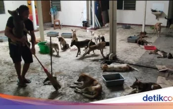 Kematian Qayyum Balogun dan Kasus Anjing Terlantar di Dundalk: Dua Kasus yang Mengguncang Masyarakat