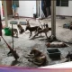 Kematian Qayyum Balogun dan Kasus Anjing Terlantar di Dundalk: Dua Kasus yang Mengguncang Masyarakat