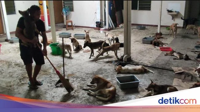 Kematian Qayyum Balogun dan Kasus Anjing Terlantar di Dundalk: Dua Kasus yang Mengguncang Masyarakat