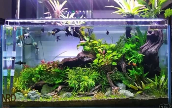 Berani Cerdas: Inspirasi dari Dunia Aquascape hingga Pendidikan