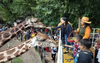Kasus Korupsi Kebun Binatang Surabaya: Satwa Terlantar, Anggaran Disalahgunakan