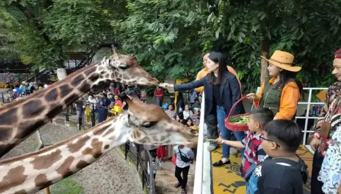 Kasus Korupsi Kebun Binatang Surabaya: Satwa Terlantar, Anggaran Disalahgunakan
