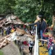 Kasus Korupsi Kebun Binatang Surabaya: Satwa Terlantar, Anggaran Disalahgunakan