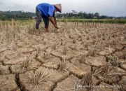 Kekeringan Melanda Indonesia: Dampak El Nino dan Upaya Mitigasi