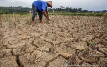 Kekeringan Melanda Indonesia: Dampak El Nino dan Upaya Mitigasi