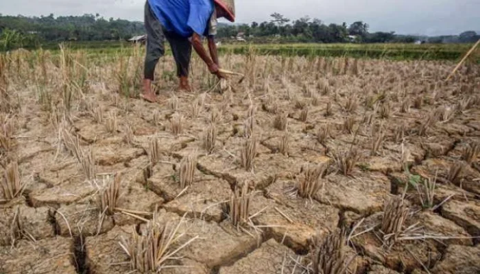 Kekeringan Melanda Indonesia: Dampak El Nino dan Upaya Mitigasi