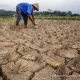 Kekeringan Melanda Indonesia: Dampak El Nino dan Upaya Mitigasi