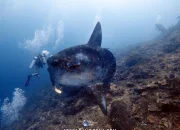 Orcas Ternyata Memiliki Cara Unik untuk Memecahkan Ikan Sunfish