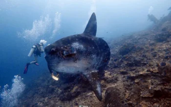 Orcas Ternyata Memiliki Cara Unik untuk Memecahkan Ikan Sunfish