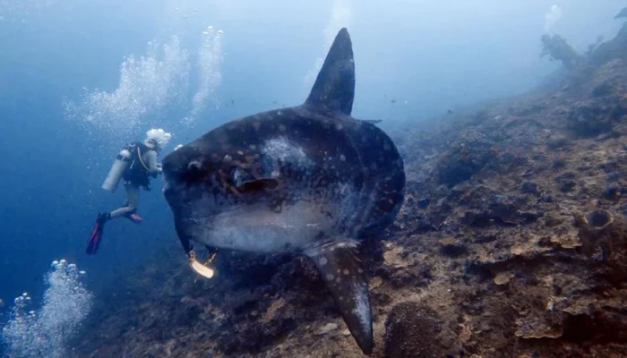 Orcas Ternyata Memiliki Cara Unik untuk Memecahkan Ikan Sunfish