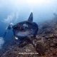 Orcas Ternyata Memiliki Cara Unik untuk Memecahkan Ikan Sunfish