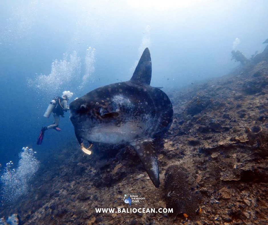 Orcas Ternyata Memiliki Cara Unik untuk Memecahkan Ikan Sunfish