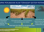 Perubahan Iklim Mengancam Produksi Mangga Meksiko dan India, Berdampak pada Kehidupan Petani