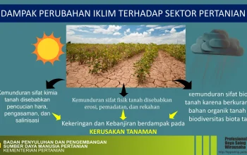 Perubahan Iklim Mengancam Produksi Mangga Meksiko dan India, Berdampak pada Kehidupan Petani