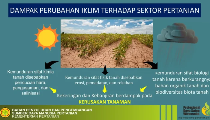 Perubahan Iklim Mengancam Produksi Mangga Meksiko dan India, Berdampak pada Kehidupan Petani