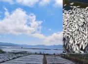 Ribuan Ikan Mati di Danau Batur: Fenomena Alam yang Membingungkan