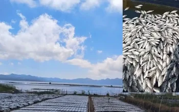 Ribuan Ikan Mati di Danau Batur: Fenomena Alam yang Membingungkan
