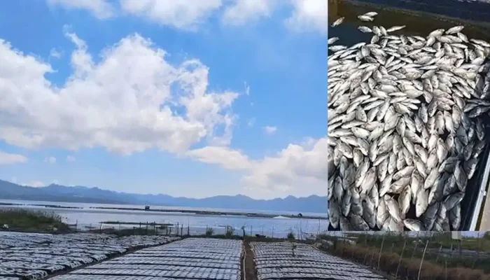 Ribuan Ikan Mati di Danau Batur: Fenomena Alam yang Membingungkan