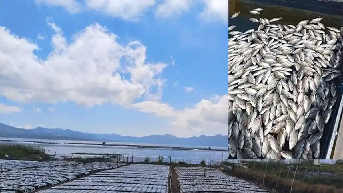 Ribuan Ikan Mati di Danau Batur: Fenomena Alam yang Membingungkan