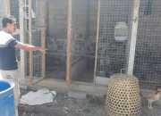 Tewasnya Maling Ayam di Bali: Kisah Sedih di Balik Kematian dan Bantuan untuk Keluarga