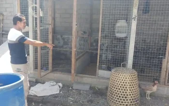 Tewasnya Maling Ayam di Bali: Kisah Sedih di Balik Kematian dan Bantuan untuk Keluarga