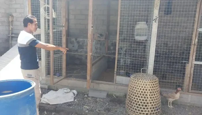 Tewasnya Maling Ayam di Bali: Kisah Sedih di Balik Kematian dan Bantuan untuk Keluarga