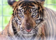Harimau Sumatra Mengancam di Teluk Lanus: Antara Kehidupan Liar dan Pertandingan Sepak Bola