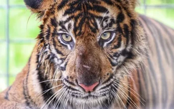 Harimau Sumatra Mengancam di Teluk Lanus: Antara Kehidupan Liar dan Pertandingan Sepak Bola