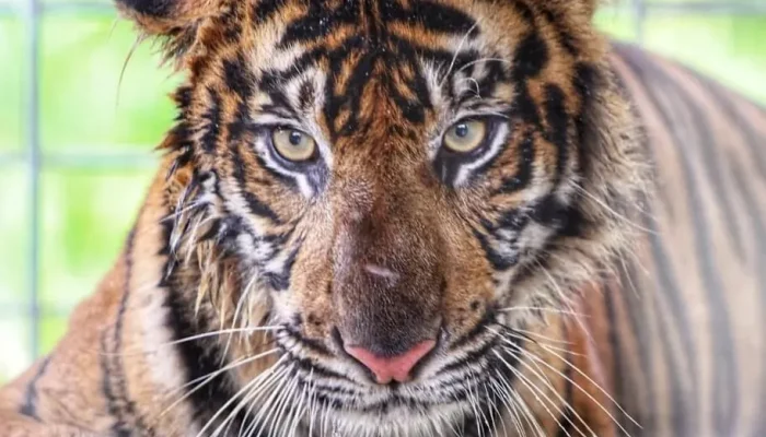 Harimau Sumatra Mengancam di Teluk Lanus: Antara Kehidupan Liar dan Pertandingan Sepak Bola
