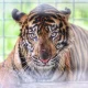 Harimau Sumatra Mengancam di Teluk Lanus: Antara Kehidupan Liar dan Pertandingan Sepak Bola